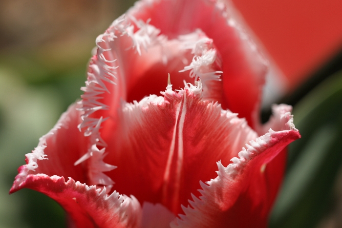 Tulipes a Morges 2006 - 107